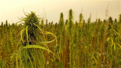 Breaking News About CBD: Canadian Cannabis Companies Back Off From US Hemp CB...