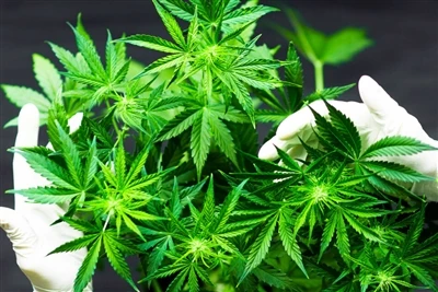 Why CBD Makes For The Best Natural Lip Balms?